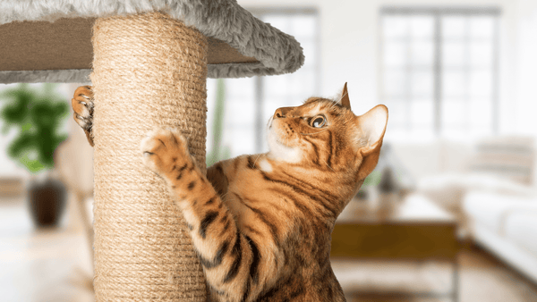 Escolhendo o Arranhador Perfeito para Seu Gato: Tipos, Tamanhos e Materiais