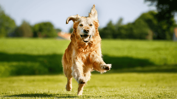 Pets Ativos, Pets Felizes: Introduzindo Exercícios na Vida do Seu Pet