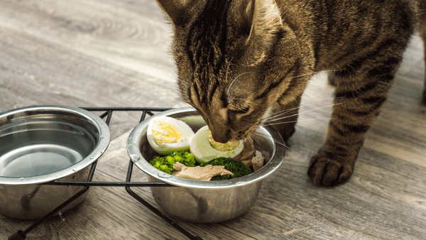 Os 10 Benefícios da Alimentação Natural para Gatos
