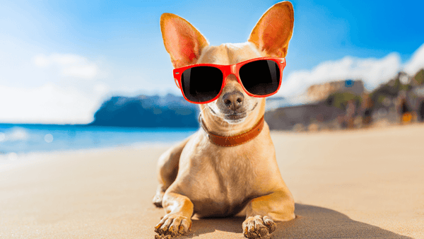 Pet e Verão: Como Evitar Problemas de Calor e Manter seu Animal Saudável