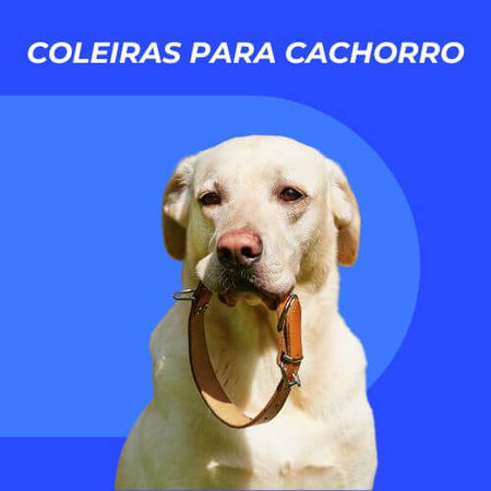 Coleiras Para Cachorro