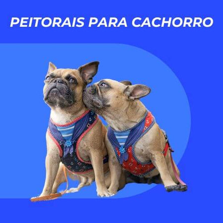 Peitorais Para Cachorro Um Cachorro Cheirando O Outro