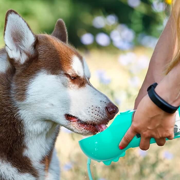 Um cão da raça Husky Siberiano com pelagem marrom e branca bebendo água de um bebedouro portátil verde-água, segurado por uma pessoa com uma pulseira esportiva preta no pulso. O cenário ao fundo é um jardim desfocado, transmitindo uma sensação tranquila de um dia de verão ao ar livre