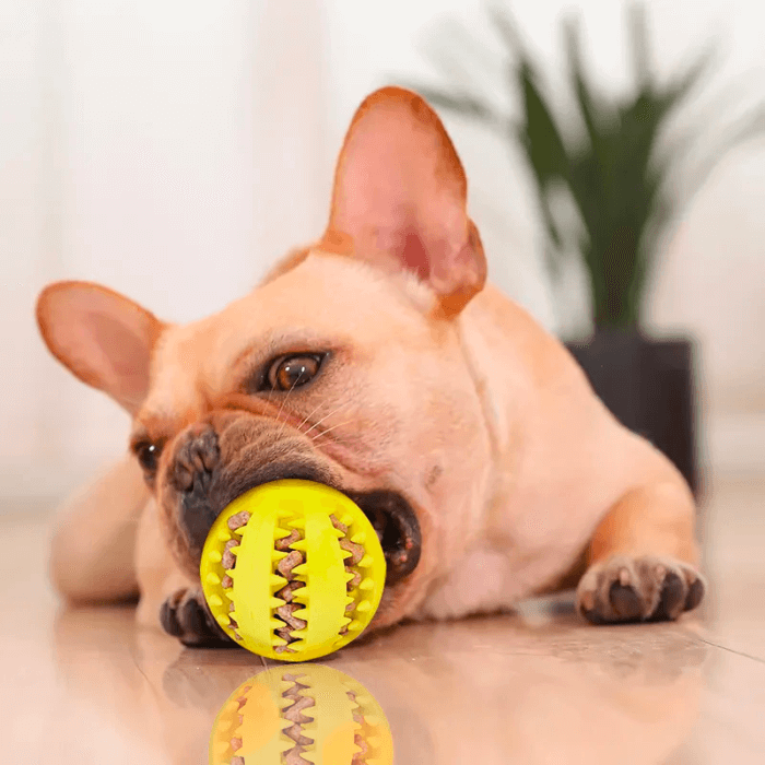 Um Bulldog Francês cor de creme, com orelhas eretas, deitado no chão com uma bola de borracha amarela entre seus dentes. A bola tem saliências e sulcos que lembram uma costura, sugerindo funcionalidades de brinquedo mastigável e limpeza dental. No reflexo do piso, vê-se a imagem espelhada do cão e da bola, criando um cenário caseiro aconchegante.