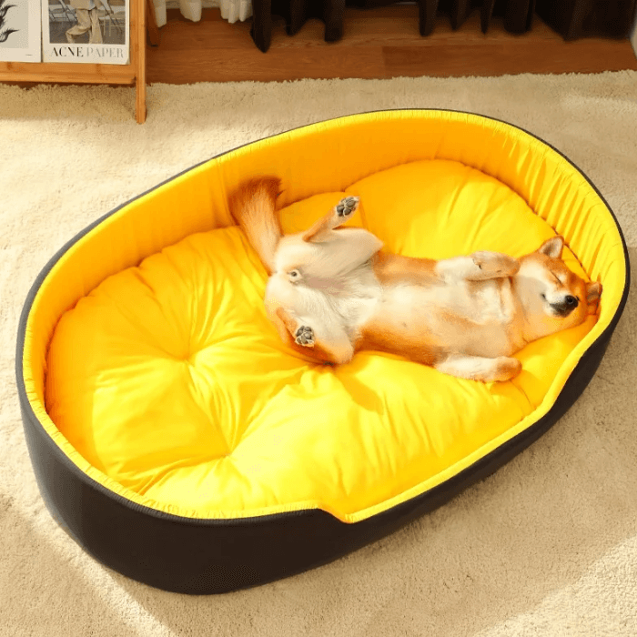 Um cão Shiba Inu relaxado deitado de costas em uma cama pet grande e acolchoada com bordas elevadas. A cama tem um exterior preto e um interior amarelo vibrante, sugerindo um design confortável e espaçoso, perfeito para o descanso dos animais de estimação. O cão parece contente e à vontade, desfrutando plenamente do conforto que a cama oferece.