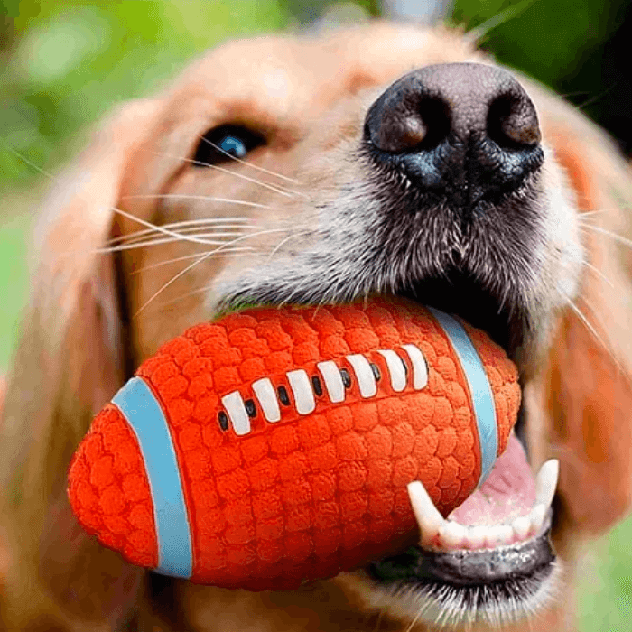 Cachorro de pelo curto e cor caramelo segurando um brinquedo de borracha em formato de bola de futebol americano. A bola é laranja com detalhes em azul claro e branco, e o cachorro a segura firmemente com os dentes, exibindo um olhar focado e contente. O focinho do cachorro está em destaque na imagem, proporcionando uma visão próxima e adorável da interação do pet com seu brinquedo.