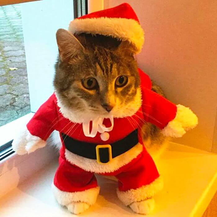 Roupinha De Natal Para Cachorro E Gato Papai Noel