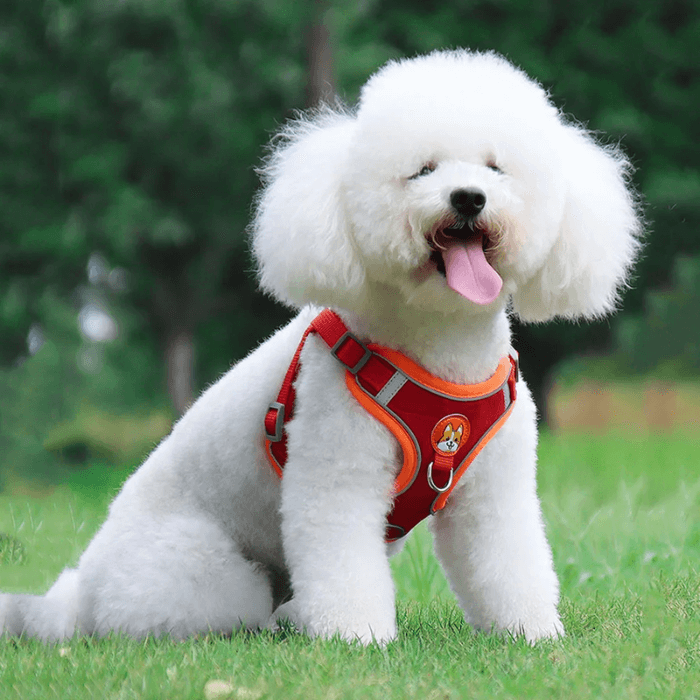 Peitoral Para Cachorro Pequeno Com Guia